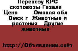 Перевезу КРС скотовозы Газели › Цена ­ 15 - Омская обл., Омск г. Животные и растения » Другие животные   